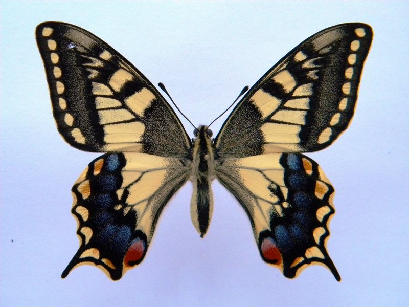 Papilio machaon (cold shock abb 4) (Internet Image property of respective owner, non-commercial use only)